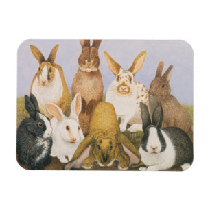 Ímã Coelhos afortunados