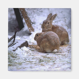 Imã Coelhos da neve