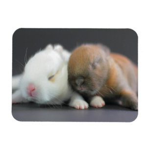 Ímã Coelhos do anão de Netherland