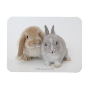 Ímã Coelhos do anão e do Holland Lop dois Netherland