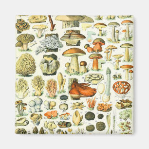 Imã cogumelo Adolphe Millot