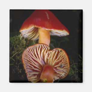 Imã Cogumelo de Waxcap