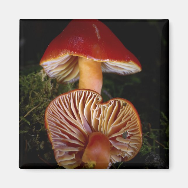 Imã Cogumelo de Waxcap (Frente)