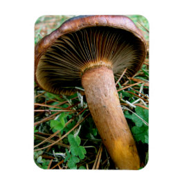 Ímã Cogumelo Marrom em Trevo Verde