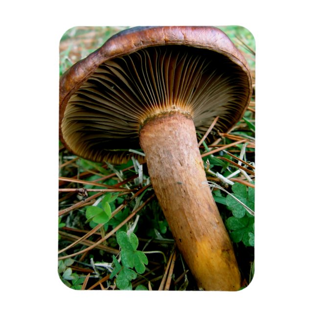 Ímã Cogumelo Marrom em Trevo Verde (Vertical)