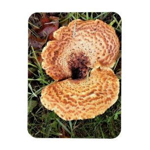 Ímã Cogumelo na Floresta