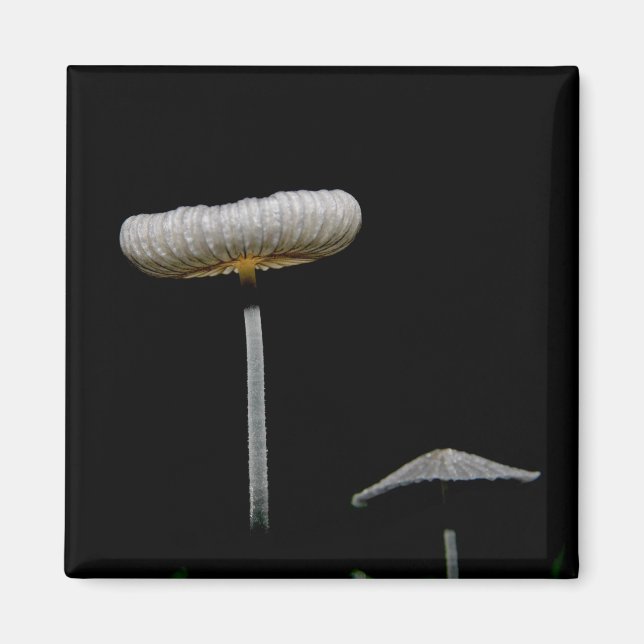 Imã Cogumelos (Frente)