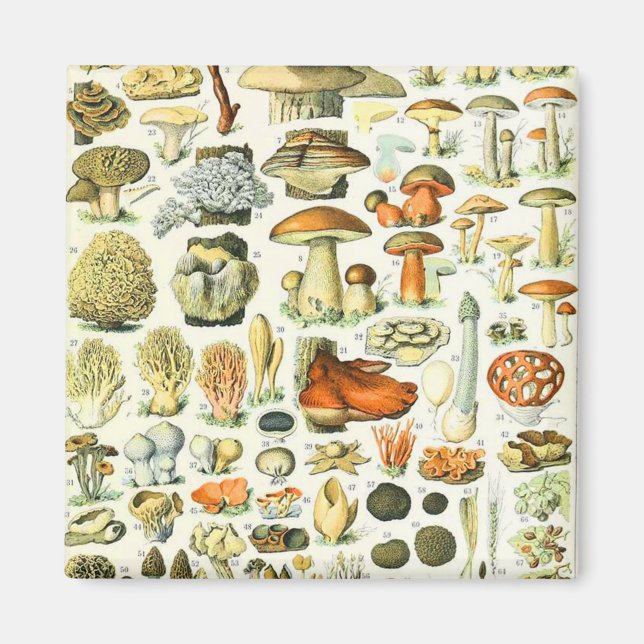 Imã Cogumelos Adolphe Millot (Frente)