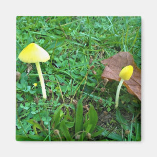 Imã Cogumelos Amarelos Pequenos