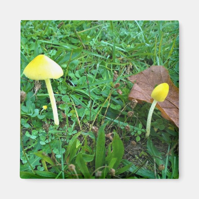 Imã Cogumelos Amarelos Pequenos (Frente)