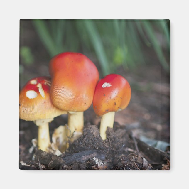 Imã Cogumelos da família Amanita (Frente)