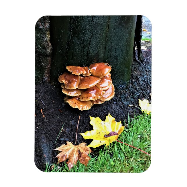 Ímã Cogumelos em uma árvore, Oregon (Vertical)