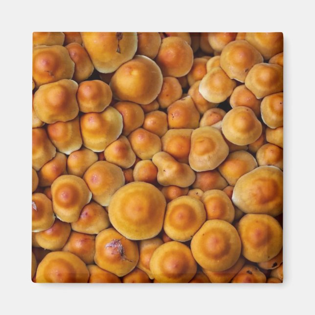 Imã Cogumelos Fungus (Frente)