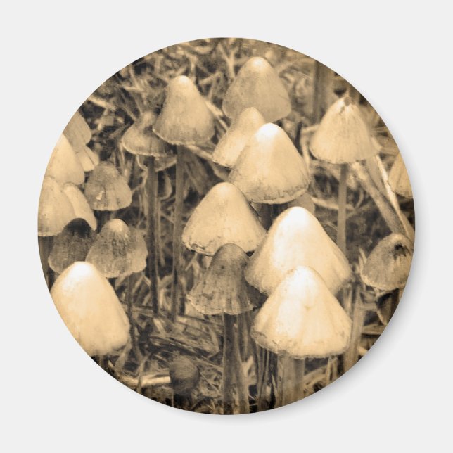 Imã Cogumelos na Sépia (Frente)