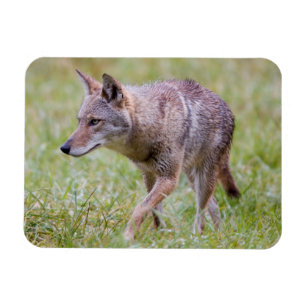 Ímã Coióte em campo, Cades Cove