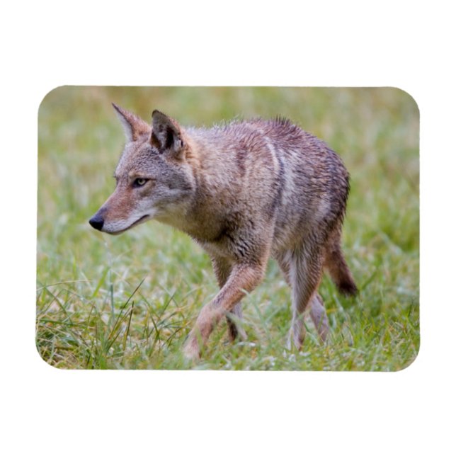 Ímã Coióte em campo, Cades Cove (Horizontal)