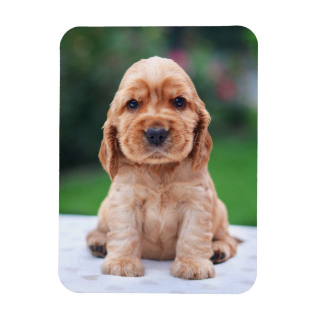 Ímã Coker Spaniel Puppy (Vertical)