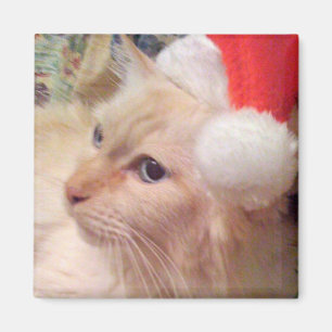 Imã Cokie o ímã do Natal do gato