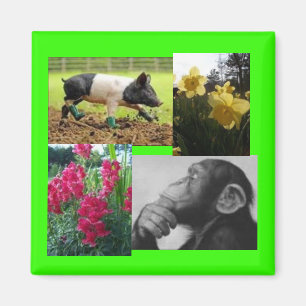 Imã Colagem de fotos