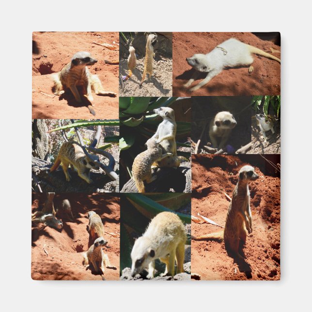 Imã Colagem de Fotos da Coleção Meerkat, (Frente)