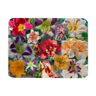 Ímã Colagem de Hemerocallis