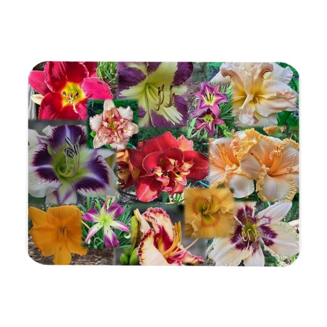 Ímã Colagem de Hemerocallis (Horizontal)
