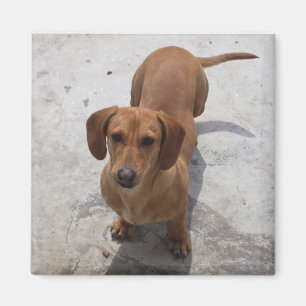 Imã Coleção bonito do Dachshund