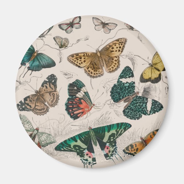 Imã coleção de borboletas antiga de aquarela (Frente)