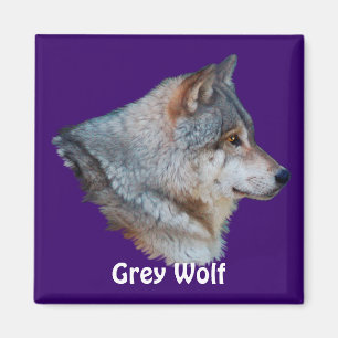 Imã Coleção de Magnetos WOLF cinzas