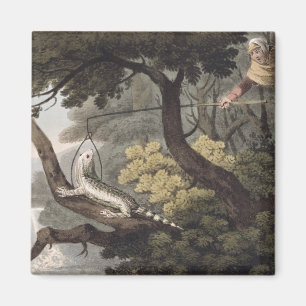 Imã Coletor mexicano do lagarto, gravado por Matthew