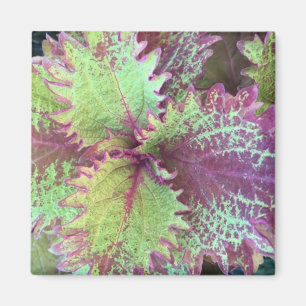 Imã Coleus