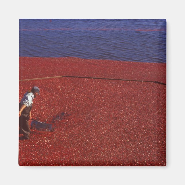 Imã Colheita de Cranberry, Middleboro, MA, EUA (Frente)