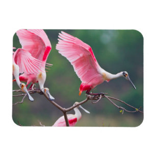 Ímã Colheres Rosadas (Ajaia Ajaja) Pousando