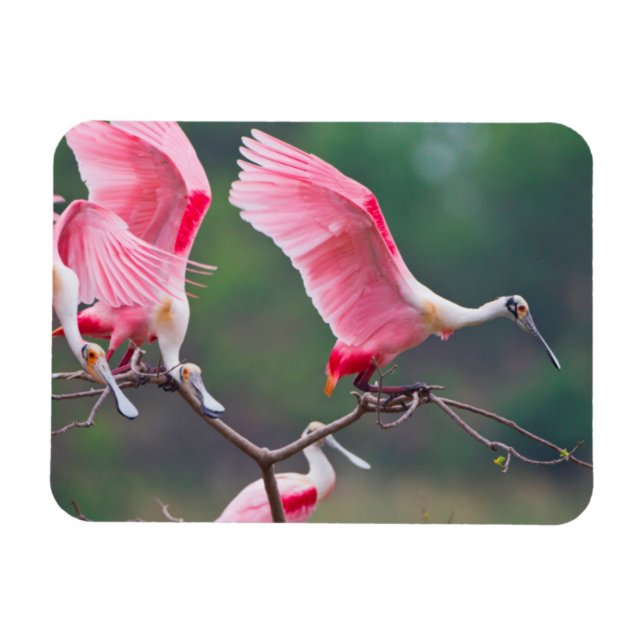 Ímã Colheres Rosadas (Ajaia Ajaja) Pousando (Horizontal)
