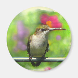 Imã Colibri
