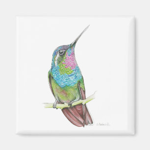 Imã Colibri