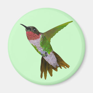 Imã Colibri