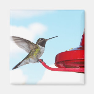 Imã Colibri bonito e ímã quadrado do alimentador