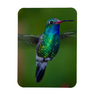 Ímã Colibri de flutuação