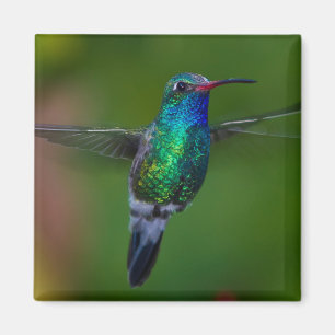 Imã Colibri de flutuação