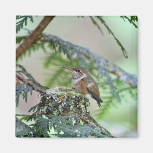 Imã Colibri do bebê que cola para fora sua língua
