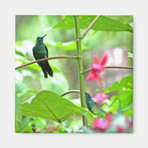 Imã Colibri e flores tropicais