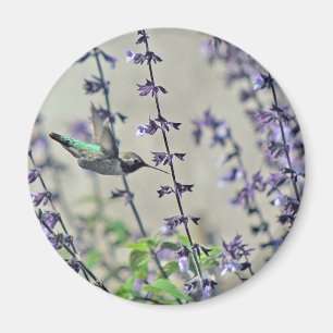 Imã Colibri feliz II
