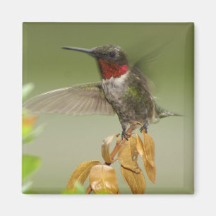 Imã Colibri impressionante