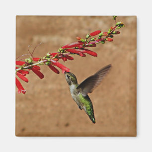 Imã Colibri que alimenta no jardim