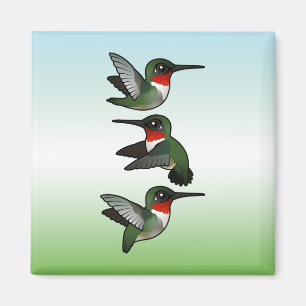 Imã Colibri Rubi-throated de voo