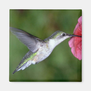 Imã colibri Rubi-throated (fêmea) com petúnia