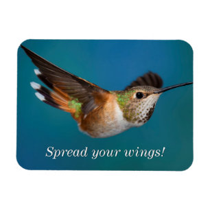Ímã Colibri Rufous