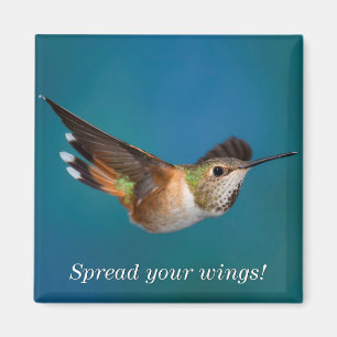 Imã Colibri Rufous