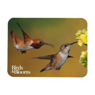 Ímã Colibri Rufous de flutuação